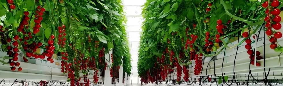 С���ќ���